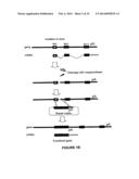 MEGANUCLEASE VARIANTS CLEAVING A DNA TARGET SEQUENCE FROM THE HUMAN     HEMOGLOBIN BETA GENE AND USES THEREOF diagram and image