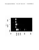 Mammalian Cell Lines for Increasing Longevity and Protein Yield from a     Cell Culture diagram and image