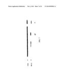 Mammalian Cell Lines for Increasing Longevity and Protein Yield from a     Cell Culture diagram and image