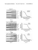 NOVEL EGFR MODULATORS AND USES THEREOF diagram and image