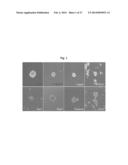 NOVEL PANCREATIC CANCER BIOMARKER USING THE CHARACTERISTICS OF PANCREATIC     CANCER STEM CELLS, AND USE THEREOF diagram and image