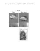 NOVEL PANCREATIC CANCER BIOMARKER USING THE CHARACTERISTICS OF PANCREATIC     CANCER STEM CELLS, AND USE THEREOF diagram and image