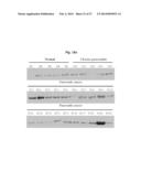 NOVEL PANCREATIC CANCER BIOMARKER USING THE CHARACTERISTICS OF PANCREATIC     CANCER STEM CELLS, AND USE THEREOF diagram and image