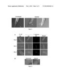 COMPOSITIONS AND METHODS FOR IDENTIFYING VIRULENCE FACTORS AND ANTI-FUNGAL     AGENTS diagram and image