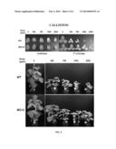 METABOLIC ENGINEERING OF PLANTS FOR INCREASED HOMOGENTISATE AND     TOCOCHROMANOL PRODUCTION diagram and image