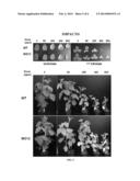 METABOLIC ENGINEERING OF PLANTS FOR INCREASED HOMOGENTISATE AND     TOCOCHROMANOL PRODUCTION diagram and image