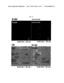 MICROVESICLES DERIVED FROM NUCLEATED, MAMMALIAN CELLS AND USE THEREOF diagram and image