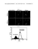 MICROVESICLES DERIVED FROM NUCLEATED, MAMMALIAN CELLS AND USE THEREOF diagram and image