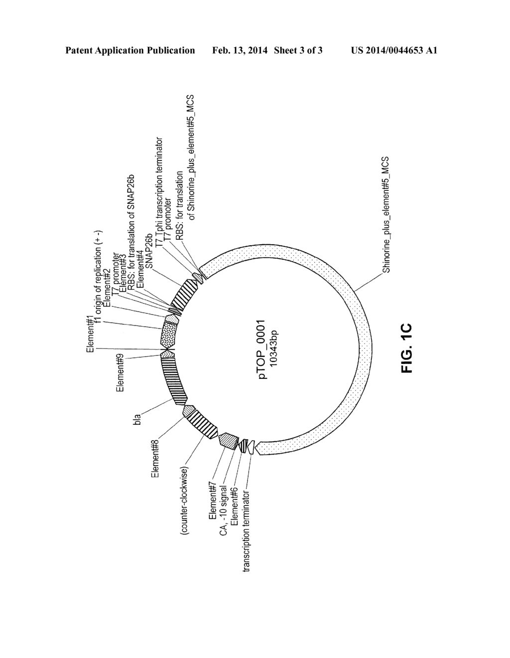 TOPICAL COMPOSITION COMPRISING TRANSFORMED BACTERIA EXPRESSING A COMPOUND     OF INTEREST - diagram, schematic, and image 04