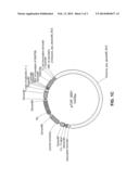 TOPICAL COMPOSITION COMPRISING TRANSFORMED BACTERIA EXPRESSING A COMPOUND     OF INTEREST diagram and image