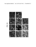 ANTI-SOD1 ANTIBODIES AND USES THEREOF diagram and image