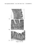 MELANIN NANOSHELLS FOR PROTECTION AGAINST RADIATION AND ELECTRONIC PULSES diagram and image