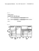 METHOD FOR CONCENTRATING CELLS THAT ARE GENETICALLY ALTERED BY NUCLEASES diagram and image