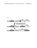 METHOD FOR CONCENTRATING CELLS THAT ARE GENETICALLY ALTERED BY NUCLEASES diagram and image