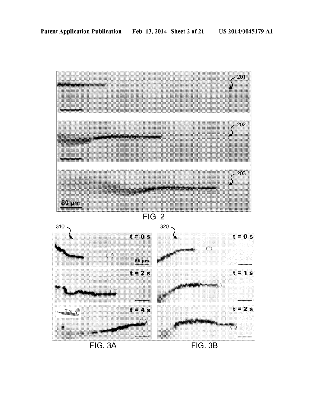 NANO/MICROSCALE VEHICLES FOR CAPTURE AND ISOLATION OF TARGET BIOMOLECULES     AND LIVING ORGANISMS - diagram, schematic, and image 03