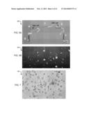 NANO/MICROSCALE VEHICLES FOR CAPTURE AND ISOLATION OF TARGET BIOMOLECULES     AND LIVING ORGANISMS diagram and image