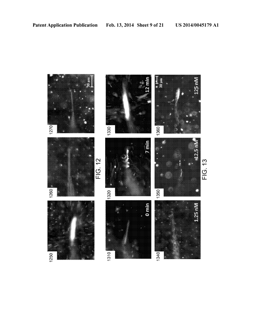 NANO/MICROSCALE VEHICLES FOR CAPTURE AND ISOLATION OF TARGET BIOMOLECULES     AND LIVING ORGANISMS - diagram, schematic, and image 10