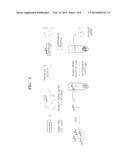 SINGLE-STRANDED NUCLEIC ACID APTAMERS SPECIFICALLY BINDING TO E. COLI AND     METHOD FOR DETECTING E. COLI USING THE SAME diagram and image