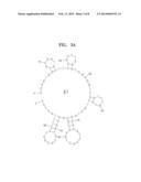 SINGLE-STRANDED NUCLEIC ACID APTAMERS SPECIFICALLY BINDING TO E. COLI AND     METHOD FOR DETECTING E. COLI USING THE SAME diagram and image