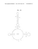 SINGLE-STRANDED NUCLEIC ACID APTAMERS SPECIFICALLY BINDING TO E. COLI AND     METHOD FOR DETECTING E. COLI USING THE SAME diagram and image