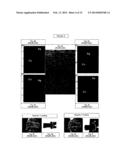 FIBER-ON-TIP CONTACT DESIGN BRUSH ASSEMBLIES diagram and image