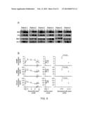 Novel Biomarkers For Cardiovascular Injury diagram and image