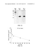 RECOMBINANT HUMAN FIBROBLAST GROWTH FACTOR-1 AS A NOVEL THERAPEUTIC FOR     ISCHEMIC DISEASES AND METHODS THEREOF diagram and image