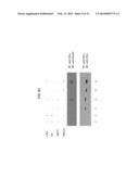 SHORT-FORM HUMAN MD-2 AS A NEGATIVE REGULATOR OF TOLL-LIKE RECEPTOR 4     SIGNALING diagram and image