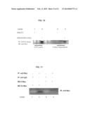 SHORT-FORM HUMAN MD-2 AS A NEGATIVE REGULATOR OF TOLL-LIKE RECEPTOR 4     SIGNALING diagram and image