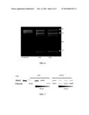 INOSITOL HEXAKISPHOSPHATE ANALOGS AND USES THEREOF diagram and image