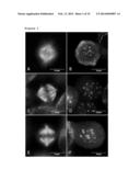 USE OF BUBR1 AS A BIOMARKER OF DRUG RESPONSE TO FURAZANOBENZIMIDAZOLES diagram and image