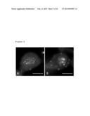 USE OF BUBR1 AS A BIOMARKER OF DRUG RESPONSE TO FURAZANOBENZIMIDAZOLES diagram and image