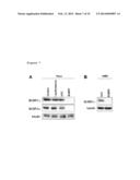 USE OF BUBR1 AS A BIOMARKER OF DRUG RESPONSE TO FURAZANOBENZIMIDAZOLES diagram and image