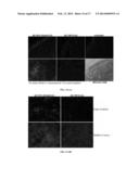 Folate Conjugates diagram and image