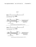 RECOMBINANT VIRUS PRODUCTS AND METHODS FOR INHIBITION OF EXPRESSION OF     MYOTILIN diagram and image