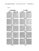 CHITOSAN BIOMIMETIC SCAFFOLDS AND METHODS FOR PREPARING THE SAME diagram and image