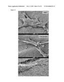 CHITOSAN BIOMIMETIC SCAFFOLDS AND METHODS FOR PREPARING THE SAME diagram and image