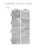 CHITOSAN BIOMIMETIC SCAFFOLDS AND METHODS FOR PREPARING THE SAME diagram and image