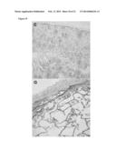 CHITOSAN BIOMIMETIC SCAFFOLDS AND METHODS FOR PREPARING THE SAME diagram and image