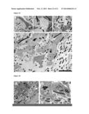 CHITOSAN BIOMIMETIC SCAFFOLDS AND METHODS FOR PREPARING THE SAME diagram and image