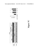 NOVEL BISAMINOQUINOLINE COMPOUNDS, PHARMACEUTICAL COMPOSITIONS PREPARED     THEREFROM AND THEIR USE diagram and image