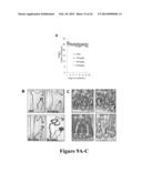 NOVEL BISAMINOQUINOLINE COMPOUNDS, PHARMACEUTICAL COMPOSITIONS PREPARED     THEREFROM AND THEIR USE diagram and image