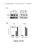 NOVEL BISAMINOQUINOLINE COMPOUNDS, PHARMACEUTICAL COMPOSITIONS PREPARED     THEREFROM AND THEIR USE diagram and image