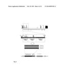 MUTANT CD83 PROMOTER AND USE THEREOF diagram and image