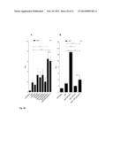 MUTANT CD83 PROMOTER AND USE THEREOF diagram and image