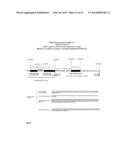 MUTANT CD83 PROMOTER AND USE THEREOF diagram and image