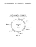 METHODS AND COMPOSITIONS FOR DETECTING PROMOTER ACTIVITY AND EXPRESSING     FUSION PROTEINS diagram and image