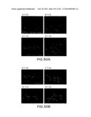 METHODS AND COMPOSITIONS FOR DETECTING PROMOTER ACTIVITY AND EXPRESSING     FUSION PROTEINS diagram and image