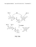 METHODS AND COMPOSITIONS FOR DETECTING PROMOTER ACTIVITY AND EXPRESSING     FUSION PROTEINS diagram and image