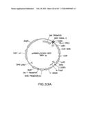 METHODS AND COMPOSITIONS FOR DETECTING PROMOTER ACTIVITY AND EXPRESSING     FUSION PROTEINS diagram and image